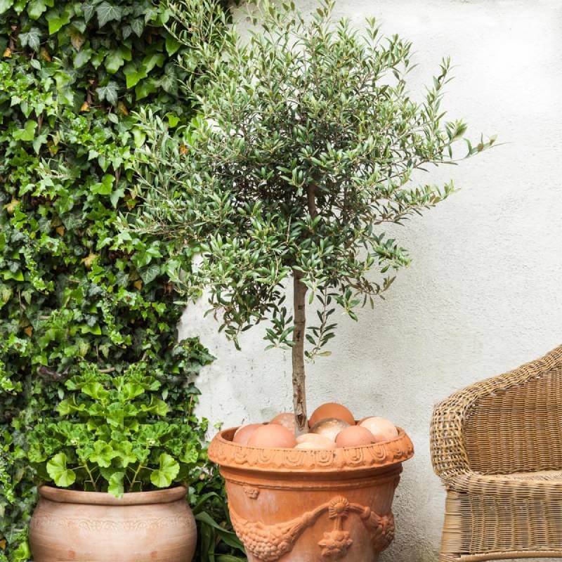 Dwarf Olive Tree
