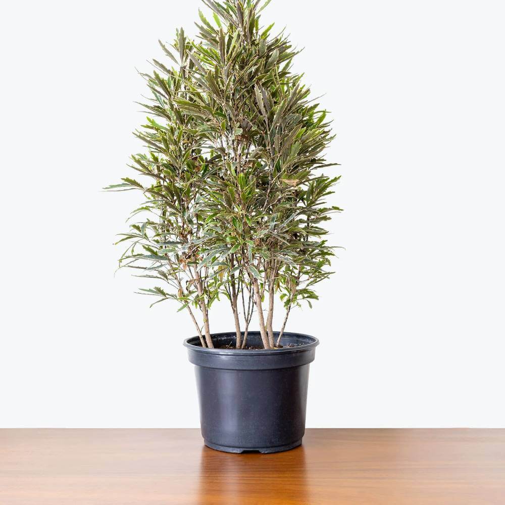 False Aralia