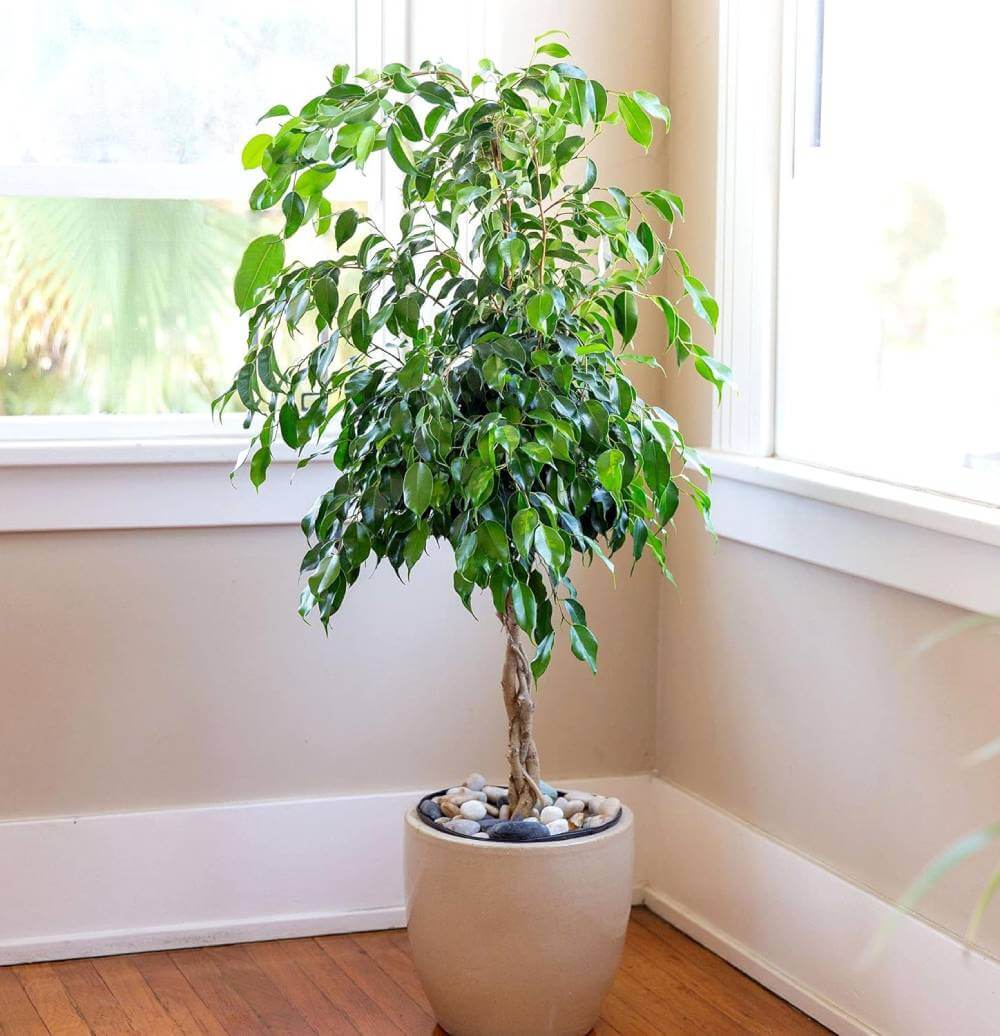 Ficus Benjamina Japandi Plant