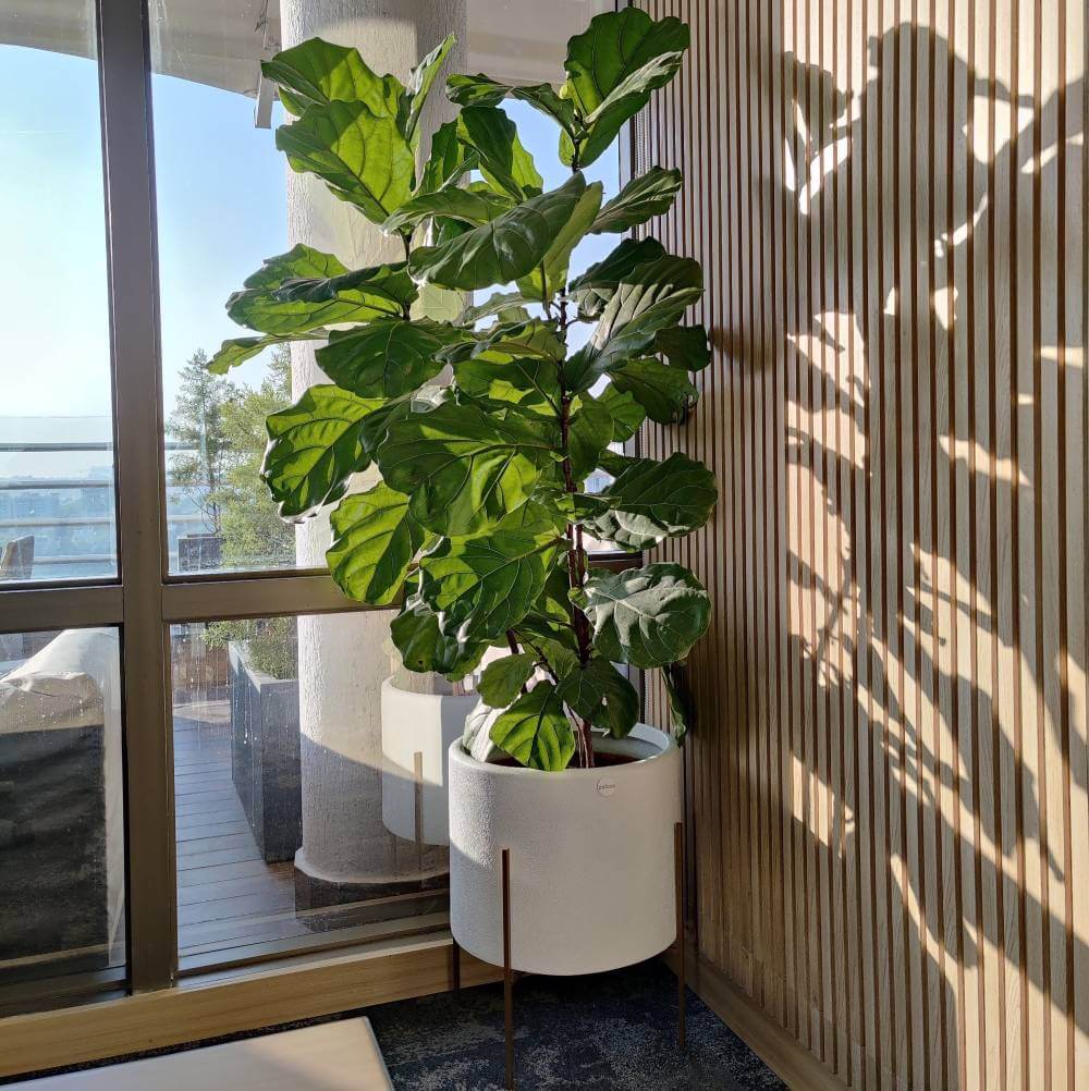 Fiddle Leaf Fig Japandi Plant