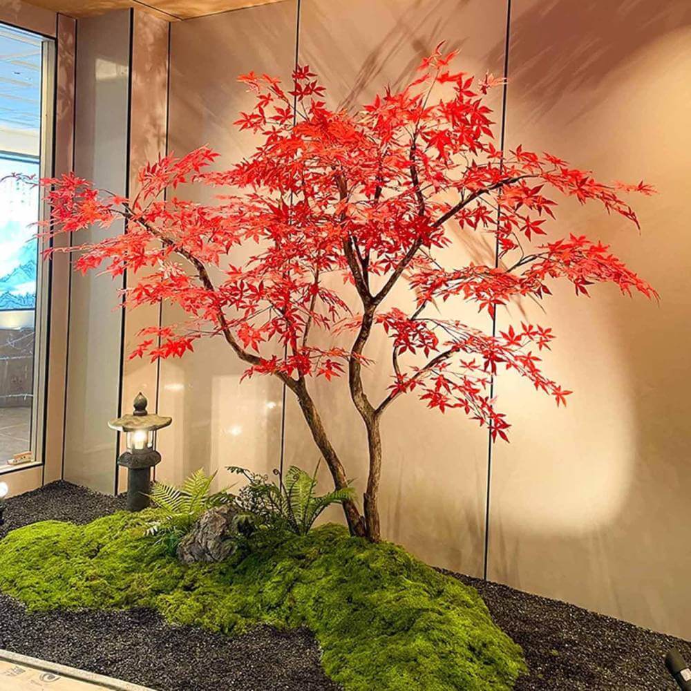 Japanese Maple