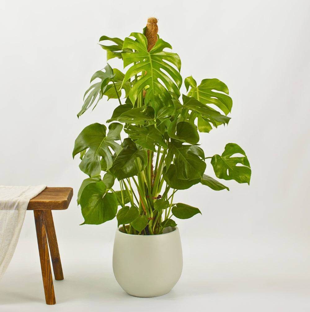 Monstera Deliciosa Japandi Plant