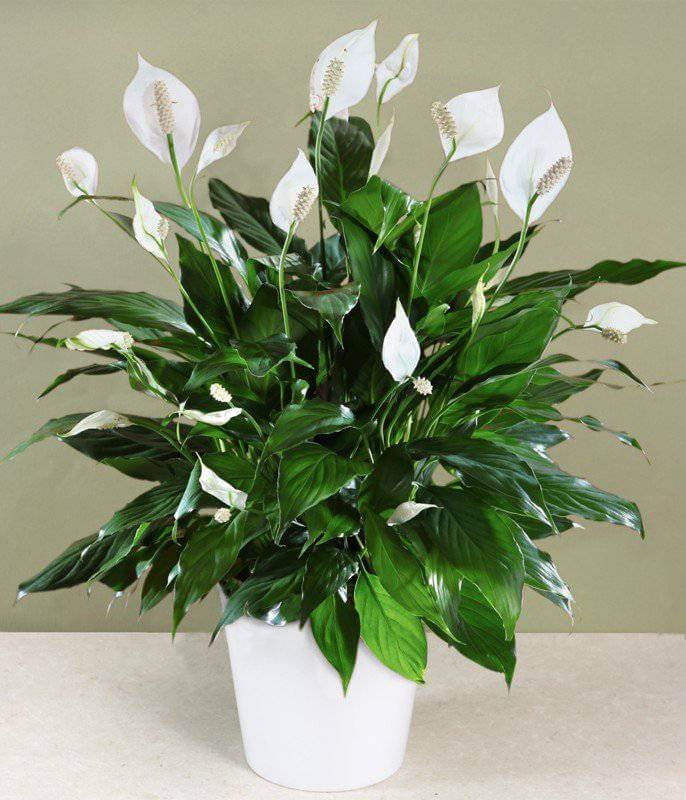 Peace Lily Japandi Plant