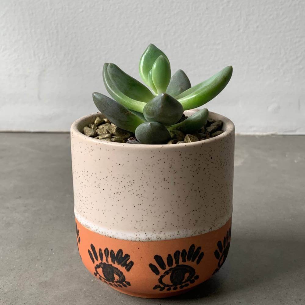 Succulent japandi plant