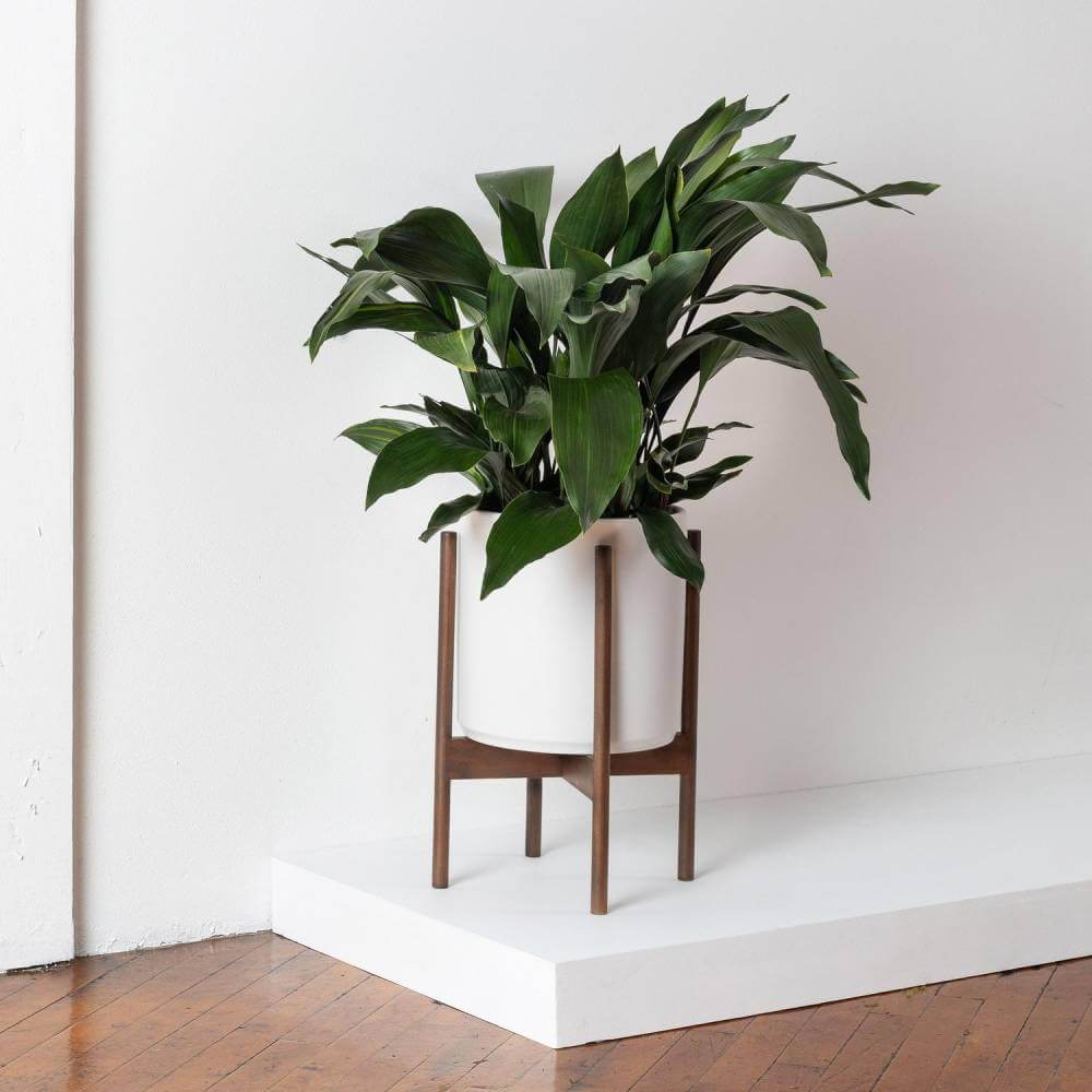 cast iron japandi plant